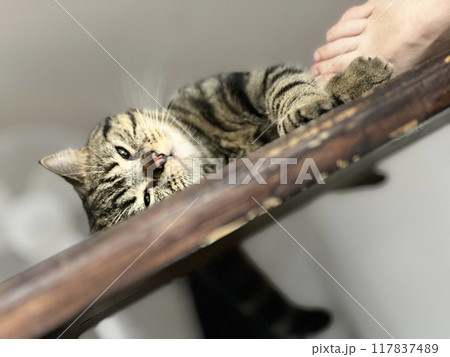 Cute tabby cat sleeping on a wooden table at home. 117837489
