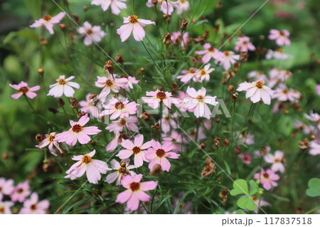 花壇のコレオプシスウリドリームのピンクの小花 花壇のコレオプシスウリドリームのピンクの小花 117837518