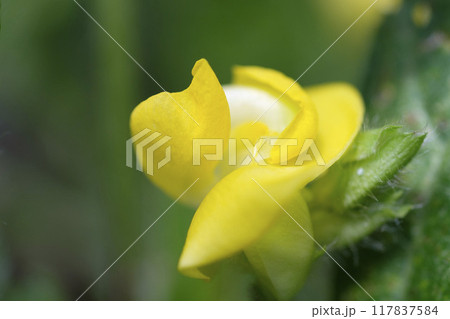 小豆の花 夏の畑に咲く小豆の花 小豆の花 夏の畑に咲く小豆の花 117837584