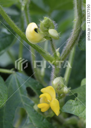 小豆の花 夏の畑に咲く小豆の花 小豆の花 夏の畑に咲く小豆の花 117837590