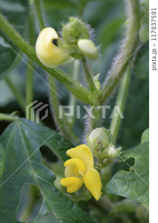 小豆の花 夏の畑に咲く小豆の花 小豆の花 夏の畑に咲く小豆の花 117837591