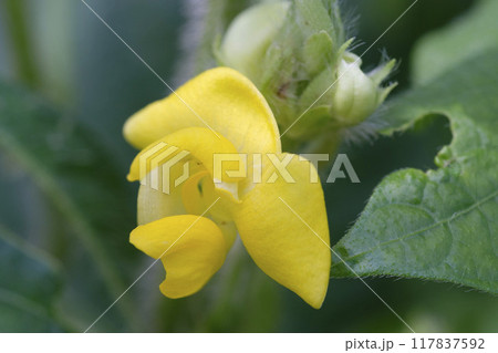 小豆の花　夏の畑に咲く小豆の花 117837592
