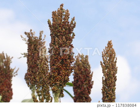 夏の里山の畑の稗 117838084