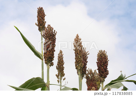夏の里山の畑の稗 117838085