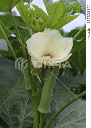 夏の菜園のオクラの花 117838192