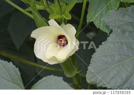 夏の菜園のオクラの花 117838193