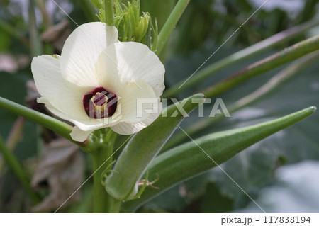夏の菜園のオクラの花 117838194