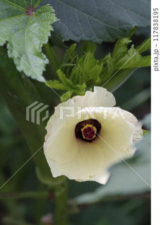 夏の菜園のオクラの花 117838195