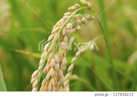 稲穂　 117838215
