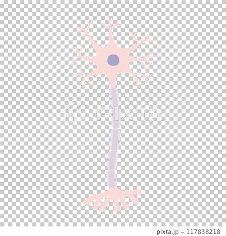 人類神經細胞 人類神經細胞 117838218