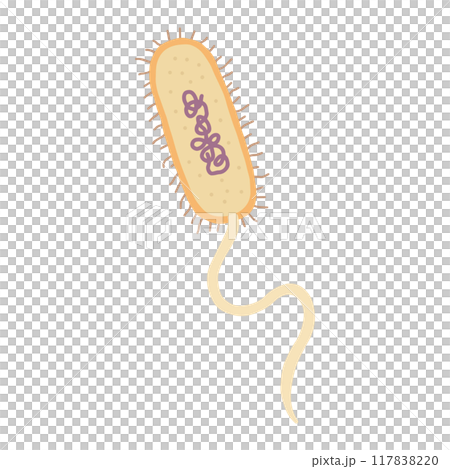 原核生物 原核生物 117838220
