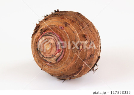 白背景の里芋（赤芽） 117838333