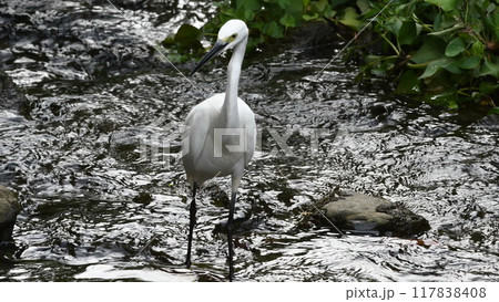 コサギ　鎌倉市内　小川 117838408