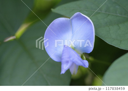 夏の菜園の四角豆の花　シカクマメ　四角豆 117838459