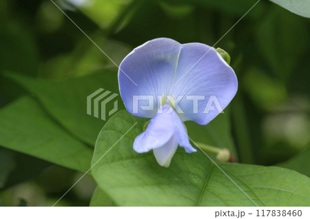 夏の菜園の四角豆の花　シカクマメ　四角豆 117838460