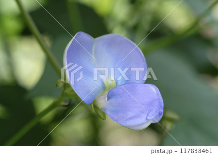 夏の菜園の四角豆の花　シカクマメ　四角豆 117838461