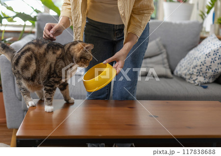 Feed the cat Female love cat, Pet lifestyle, People, Coexistence of people and pets. 117838688