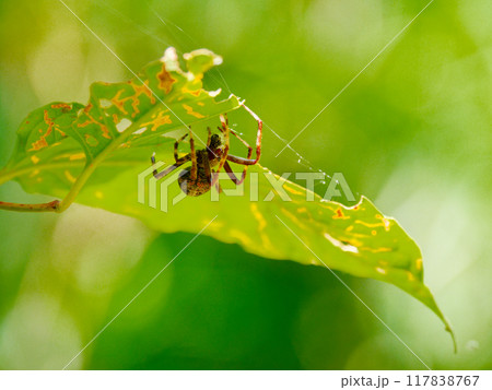 蜘蛛の巣作り　コガネグモ科ヤマシロオニグモ♀ 117838767