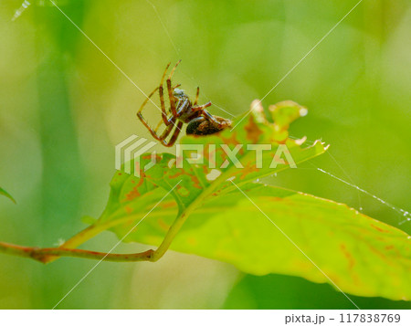 蜘蛛の巣作り　コガネグモ科ヤマシロオニグモ♀ 117838769