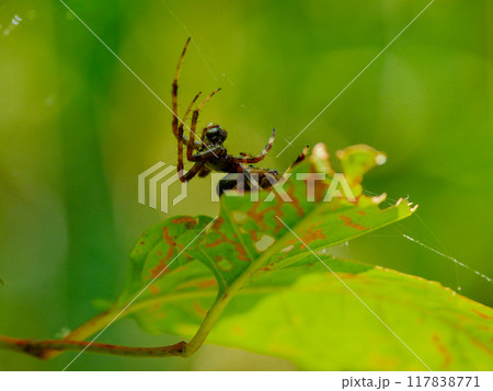 蜘蛛の巣作り コガネグモ科ヤマシロオニグモ♀ 蜘蛛の巣作り コガネグモ科ヤマシロオニグモ♀ 117838771