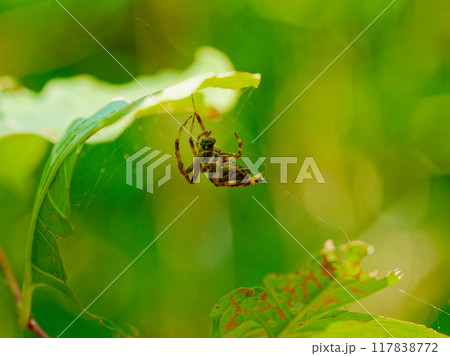 蜘蛛の巣作り　コガネグモ科ヤマシロオニグモ♀ 117838772