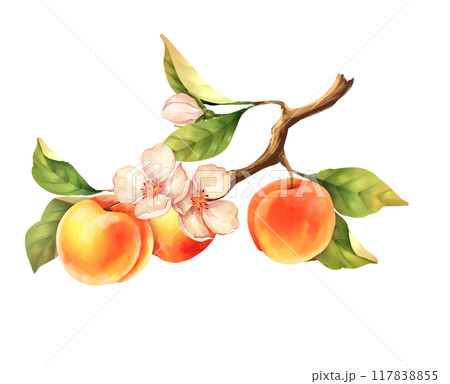 Peach branch. Hand drawn fruit illustration with flowers. Isolated on white 117838855