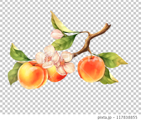 Peach branch. Hand drawn fruit illustration with flowers. Isolated on white 117838855