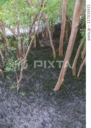 Lush Mangrove Forest ,Mangrove Ecosystem, Root Respiration through Pneumatophores , Nature's Resilience on Anaerobic Soil. 117838915