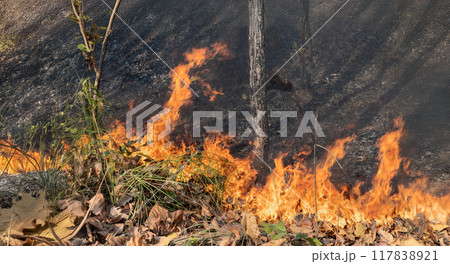 Most wildfires start small area and burn the dry grass and leaves on ground in tropical forest. Most wildfires start small area and burn the dry grass and leaves on ground in tropical forest. 117838921