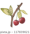 Watercolor illustration of a cherry or sweet cherry on a branch with a leaf. Food, botanical hand drawn illustration. Isolated. For design of packaging, textiles, things and clothing 117839021