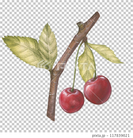 Watercolor illustration of a cherry or sweet cherry on a branch with a leaf. Food, botanical hand drawn illustration. Isolated. For design of packaging, textiles, things and clothing 117839021