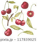 Cherry and cherry tree leaves watercolor illustration set. Red delicious sweet cherry. Isolated. Botanical drawing sketch or clip art stylized. Hand drawn, suitable for food packaging design 117839025
