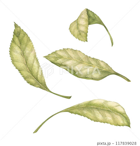Cherry tree leaves watercolor illustration set. Botanical drawing sketch stylized. Isolated. Hand drawn, suitable for food packaging design 117839028