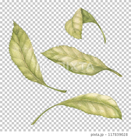 Cherry tree leaves watercolor illustration set. Botanical drawing sketch stylized. Isolated. Hand drawn, suitable for food packaging design 117839028