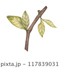 Cherry tree branch and leaves watercolor illustration set. Botanical drawing sketch stylized. Isolated. Hand drawn, suitable for food packaging design 117839031