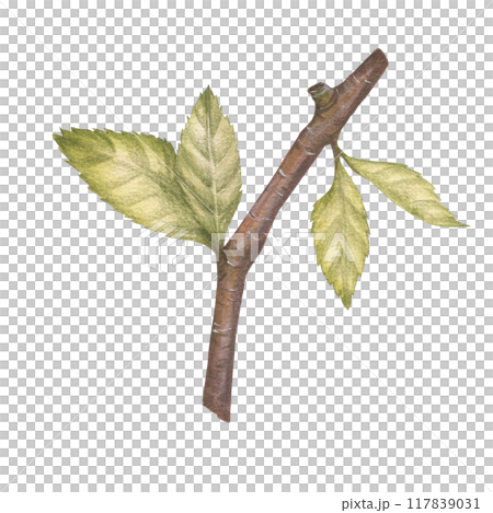 Cherry tree branch and leaves watercolor illustration set. Botanical drawing sketch stylized. Isolated. Hand drawn, suitable for food packaging design 117839031