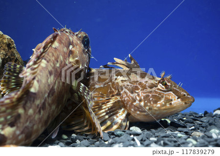 アナハゼ　カサゴ　アヤアナハゼ　カジカ　ハゼ　Sunrise 117839279