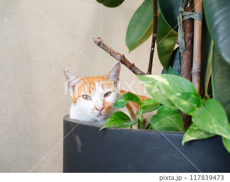植木鉢から 植木鉢から 117839473