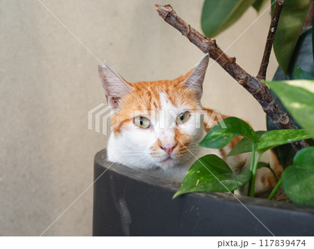 植木鉢とネコ 植木鉢とネコ 117839474