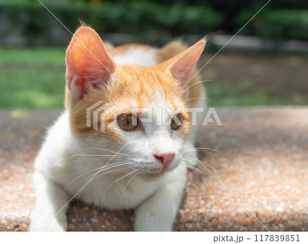 こねこ こねこ 117839851