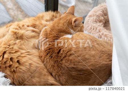 窓辺で眠る二匹の猫 117840021