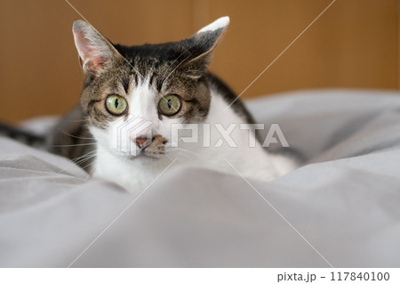 見つめる猫 キジトラ白 見つめる猫 キジトラ白 117840100