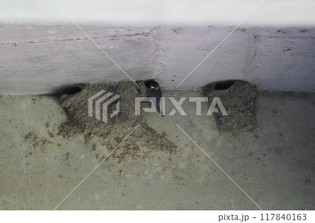 劣化したビニールハウスの防水 117840163