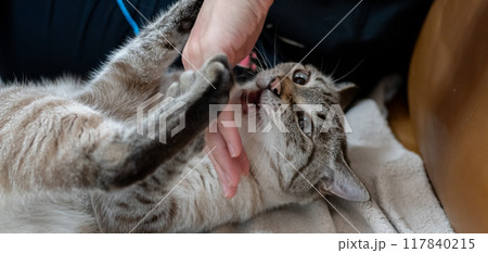 手を噛む猫 シャムトラ 手を噛む猫 シャムトラ 117840215