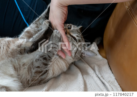 手を噛む猫 シャムトラ 手を噛む猫 シャムトラ 117840217