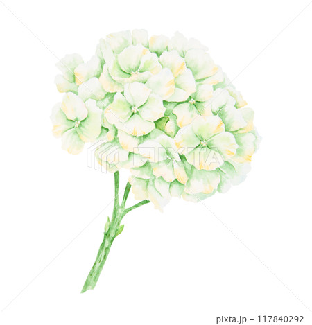 White, cream hydrangea inflorescence. Watercolor botanical illustration. Hand drawn clip art, cut out and isolated. Realistic flower drawing for wedding prints, invitations. Romantic design element. White, cream hydrangea inflorescence. Watercolor botanical illustration. Hand drawn clip art, cut out and isolated. Realistic flower drawing for wedding prints, invitations. Romantic design element. 117840292