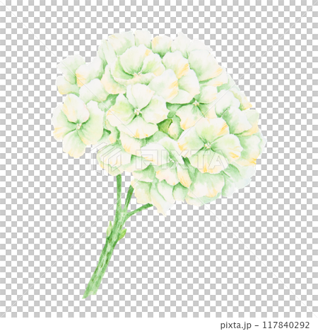 White, cream hydrangea inflorescence. Watercolor botanical illustration. Hand drawn clip art, cut out and isolated. Realistic flower drawing for wedding prints, invitations. Romantic design element. White, cream hydrangea inflorescence. Watercolor botanical illustration. Hand drawn clip art, cut out and isolated. Realistic flower drawing for wedding prints, invitations. Romantic design element. 117840292