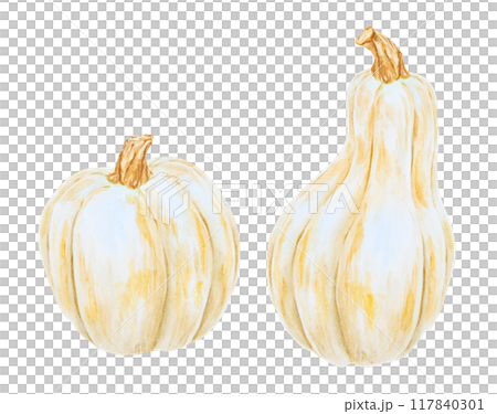 White pumpkins, squash. Harvest illustration. Cut out isolated autumn vegetable clipart. Botanical realistic hand drawn watercolor painting. Halloween design element. Suitable for invitations, prints 117840301