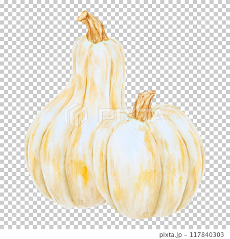 White pumpkins, squash. Harvest illustration. Cut out isolated autumn vegetable clipart. Botanical realistic hand drawn watercolor painting. Halloween design element. Suitable for invitations, prints 117840303