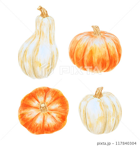 Orange and white pumpkins. Realistic botanical painting. Rustic style. Hand drawn watercolor isolated illustration with fall vegetables for poster, Halloween prints, cards. Botanical colorful clipart. 117840304
